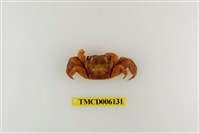 藏品(中型東方蟹)的圖片